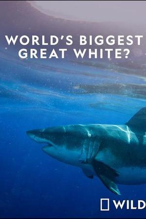 《World's Biggest Great White Shark》迅雷磁力下载