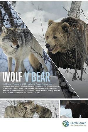 《Wolf vs Bear》封面图