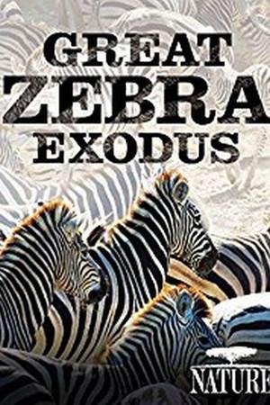 《nature great zebra exodus》迅雷磁力下载