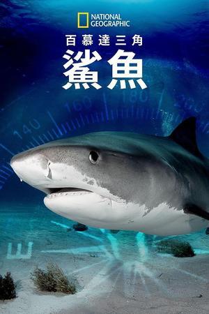 《百慕大三角：鯊魚》迅雷磁力下载